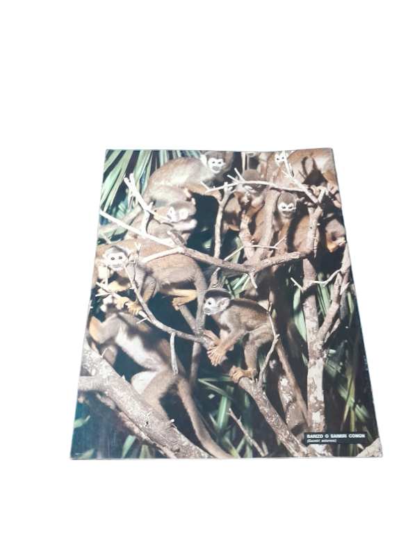 Miniatura de producto - 7