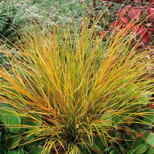 Producto - Anemanthele lessoniana