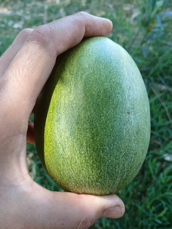 Producto - Melón Samara