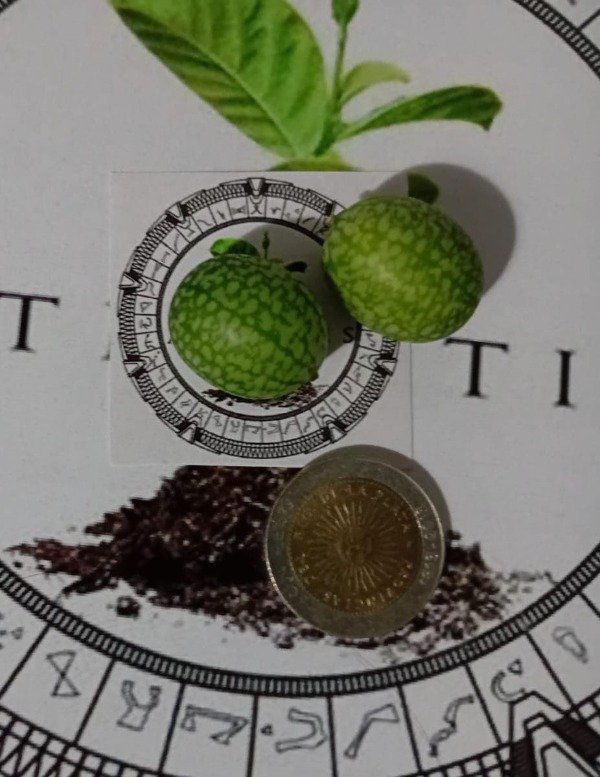 Miniatura de producto - 2