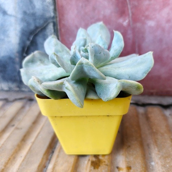 Producto - Echeveria topsy turvy M8