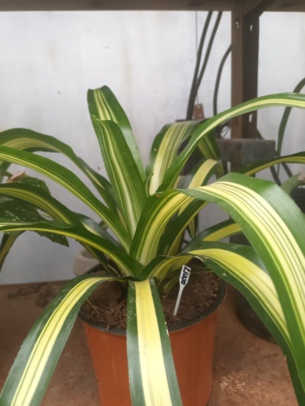 Producto - Bromelia Variegada