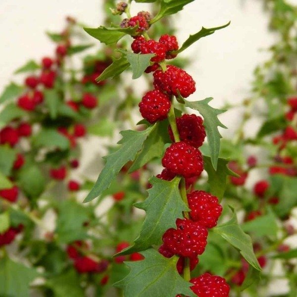 Producto - Semillas De Espinaca Frutilla (chenopodium) Gourmet - 1