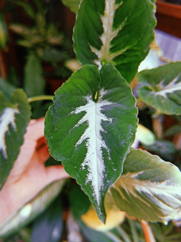 Producto - SINGONIO WENDLANDII