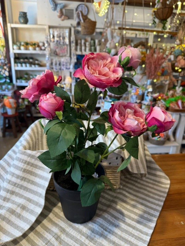 Producto - Planta de Rosas fucsia 40 cm (Efectivo: 47.120)