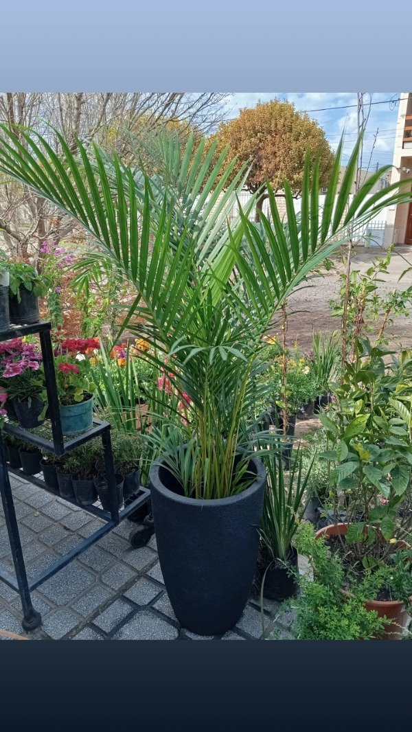 Producto - Palmera areca