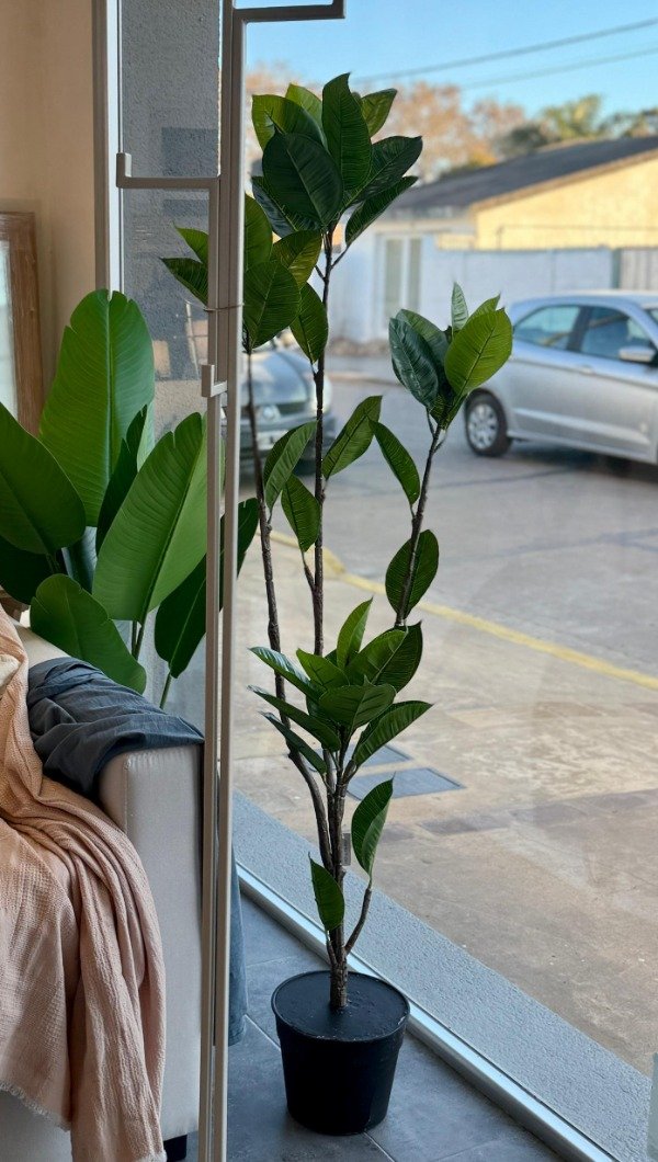 Producto - Planta Gomero 1.45m