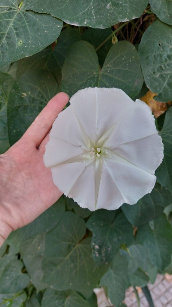 Producto - Ipomea Alba