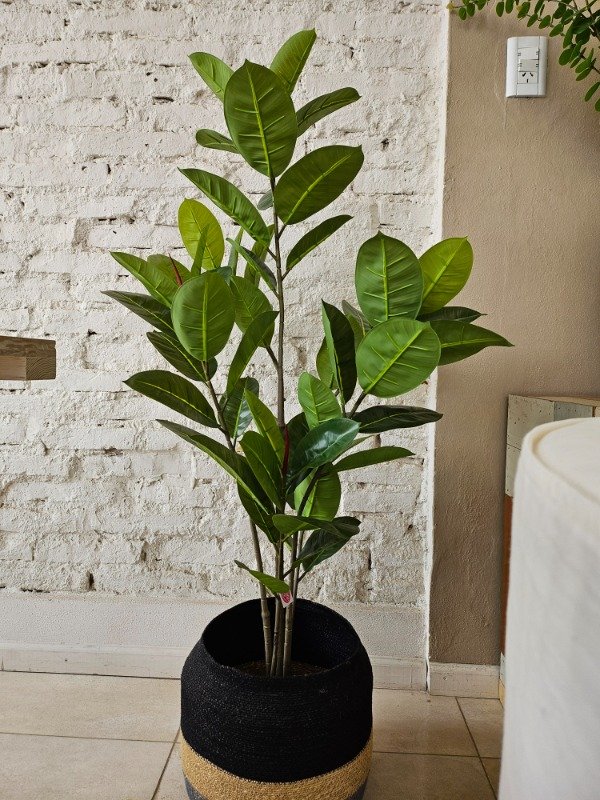 Producto - GOMERO 122 CM