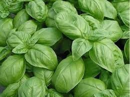 Producto - Albahaca Genovesa