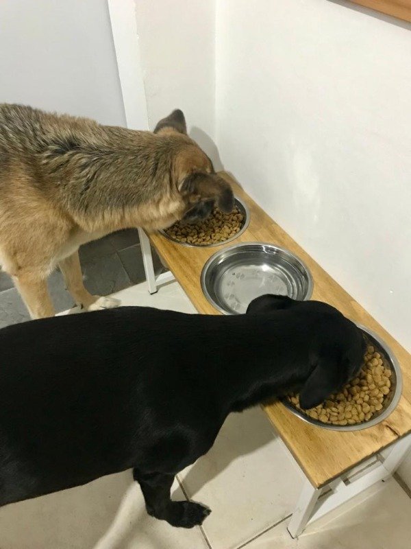 Producto - Comedero Triple Talle L