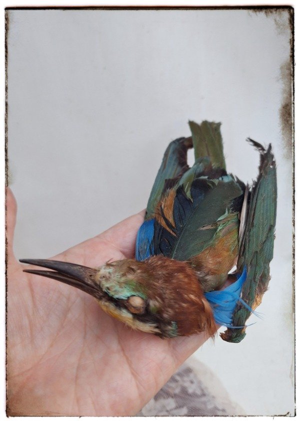 Producto - Pajarito para sombrero