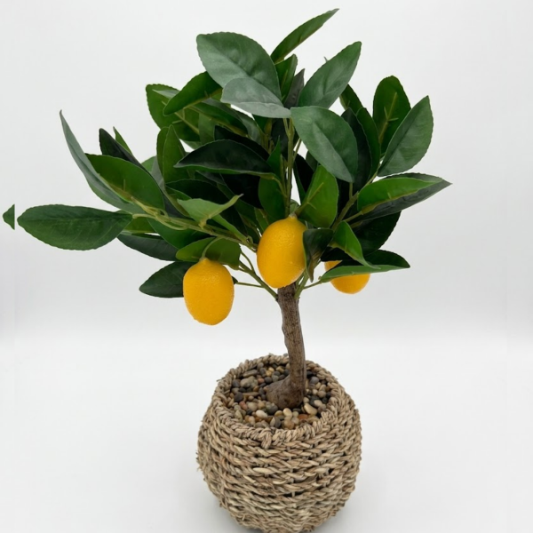 Producto - Limonero Riviera - 40cm - 2