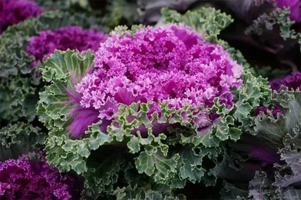 Producto - SEMILLAS DE MINI KALE JAPONES NAGOYA ROJO