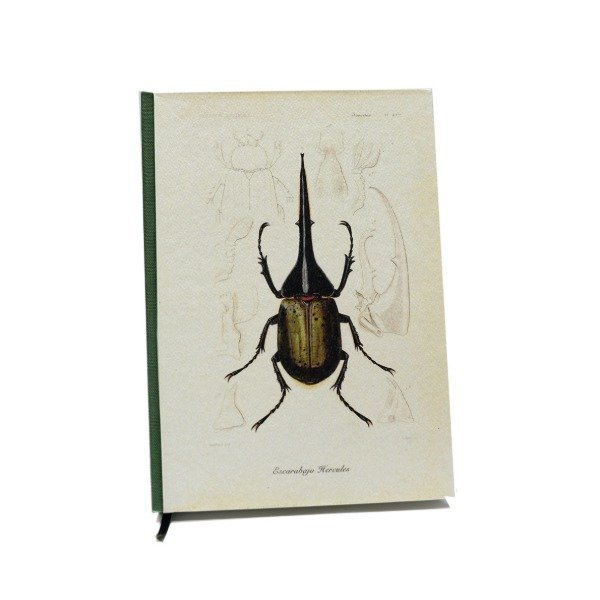 Producto - Escarabajo Hercules