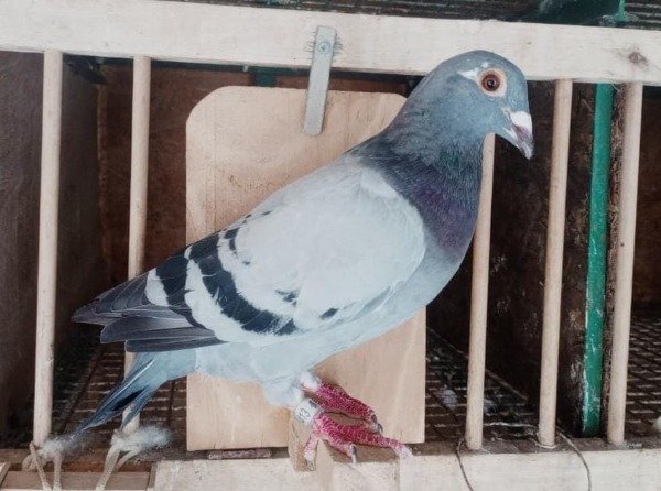 Producto - 1920413 / 25  Azul Pluma Blanca