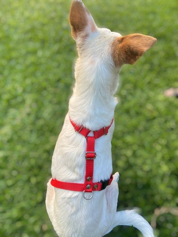 Producto - Arnés H Extra Grande Liso (PECHO 60 A 100 CM APROX)