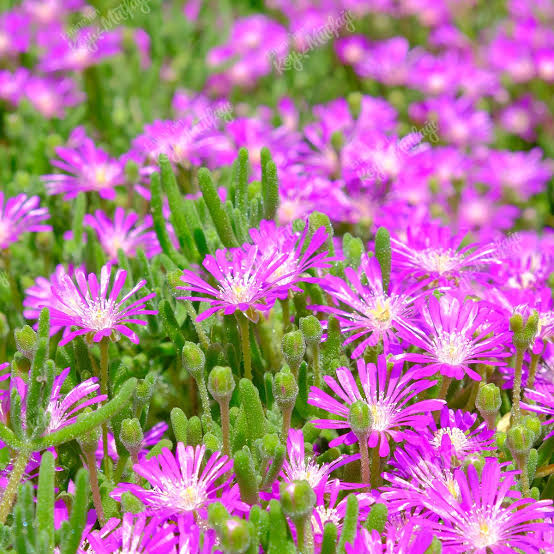Producto - Drosanthemum floribundum 0,75 L - 3