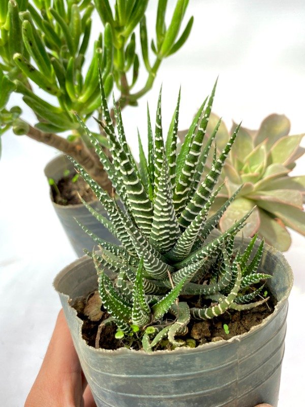 Miniatura de producto - 3