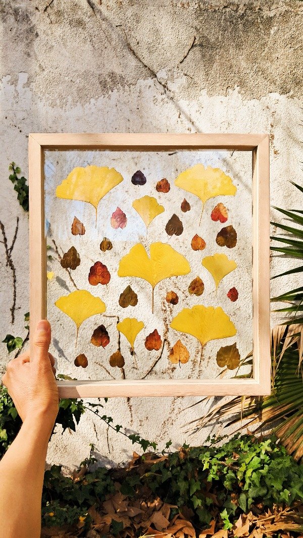 Producto - Cuadro Ginkgo Otoñal