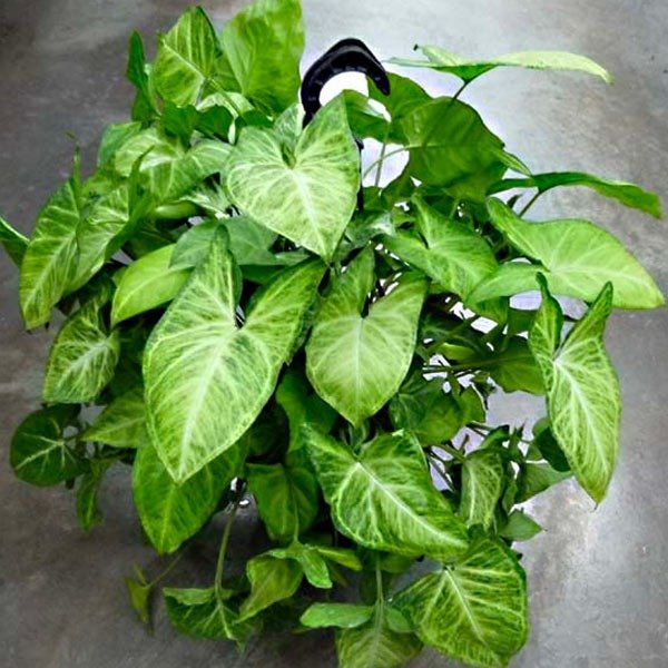Producto - Singonium