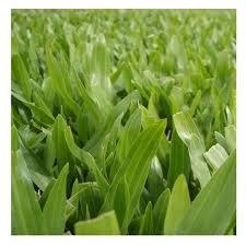 Producto - Grama Bahiana en panes de 40x60