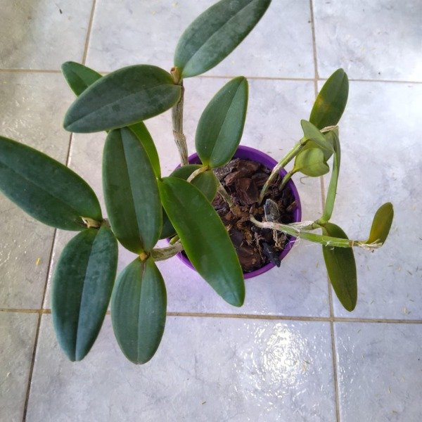 Producto - Cattleya sin ID - 1