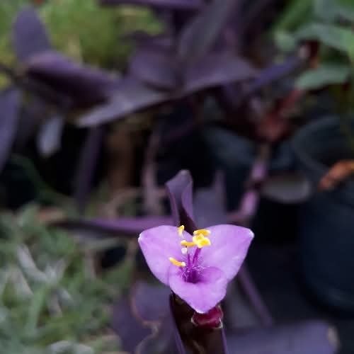 Producto - Tradescantia pallida
