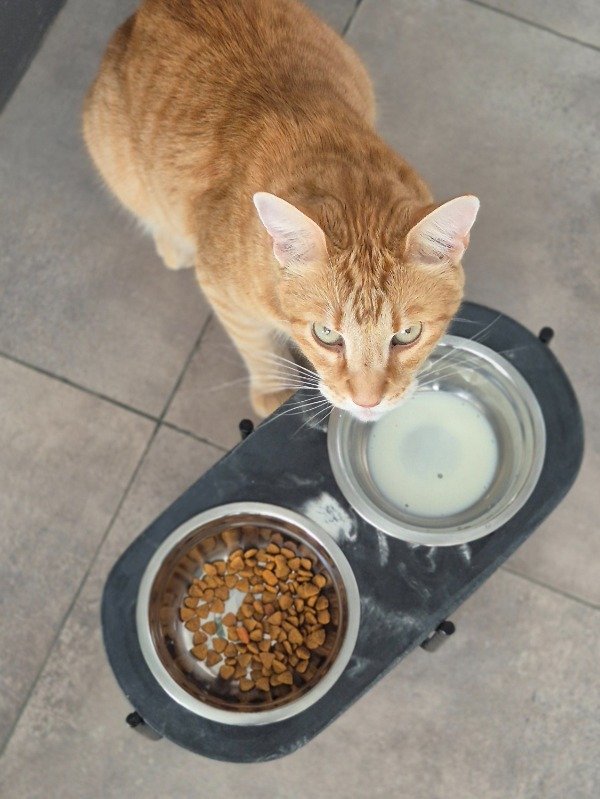 Producto - Comedero doble en altura