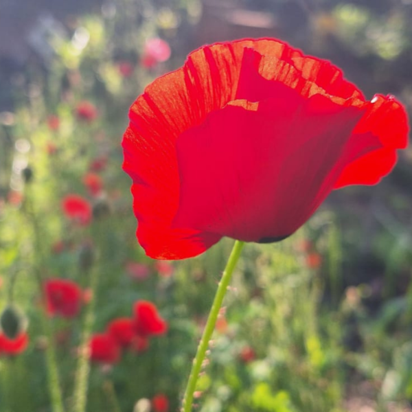 Producto - AMAPOLA ROJA