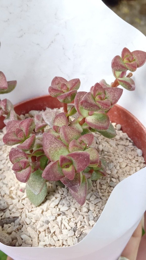 Producto - Crassula pellucida - 0