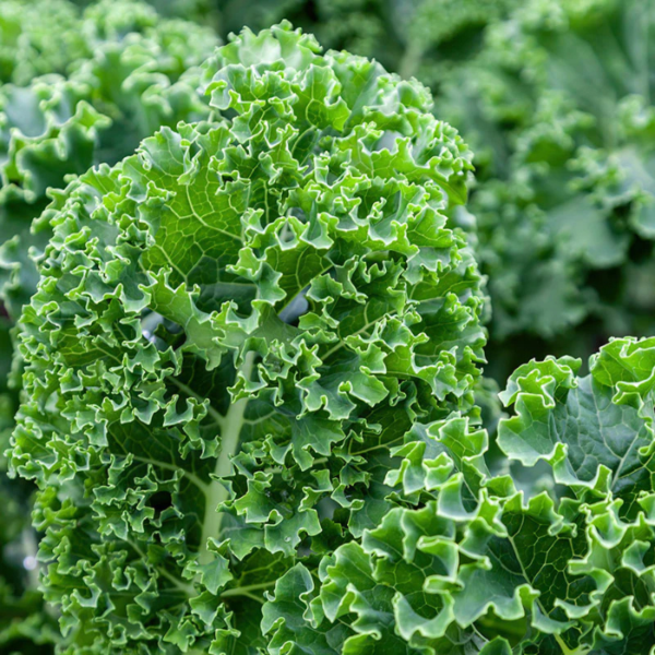 Producto - KALE RIZADO