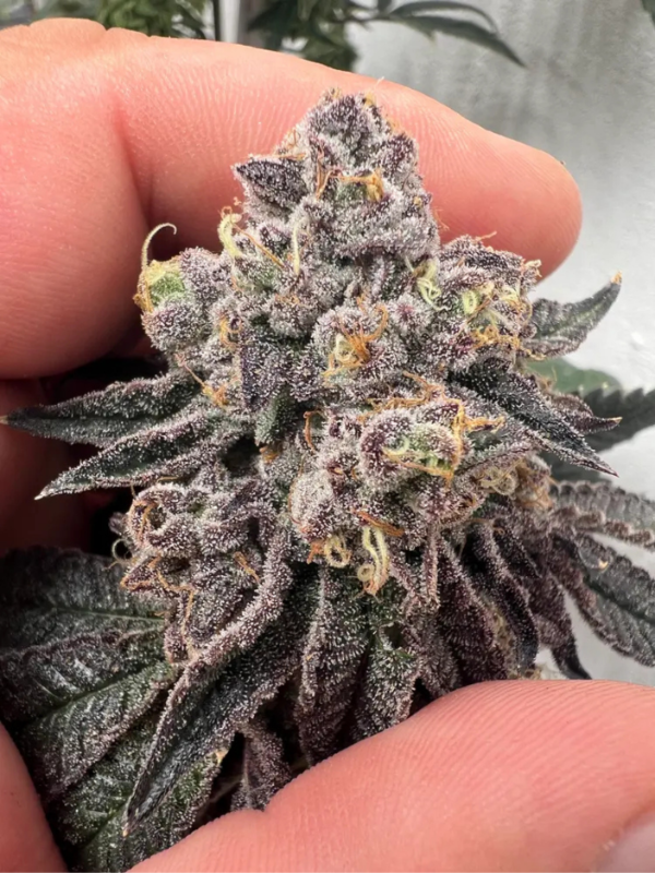 Producto - Mosca Satanica x3 - Satan y Co Genetics