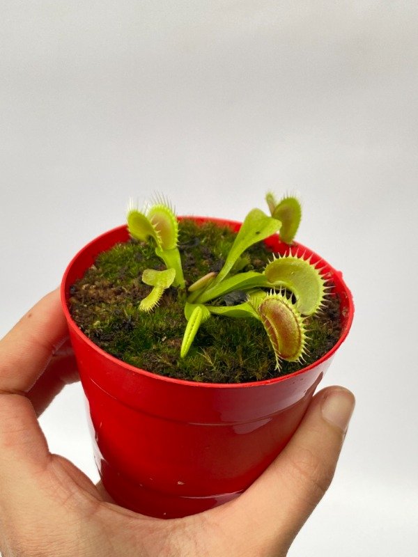 Producto - Venus ATRAPAMOSCAS en maceta N8