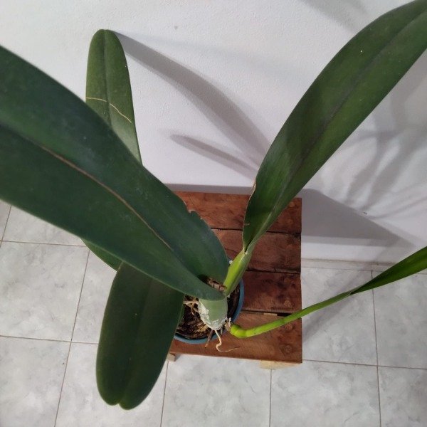 Producto - Laelia Purpurata estriata (Olimpia x Colibri) - 1