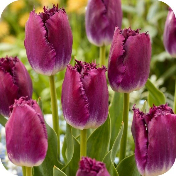 Producto - Purple Crystal - Pack x 10 bulbos