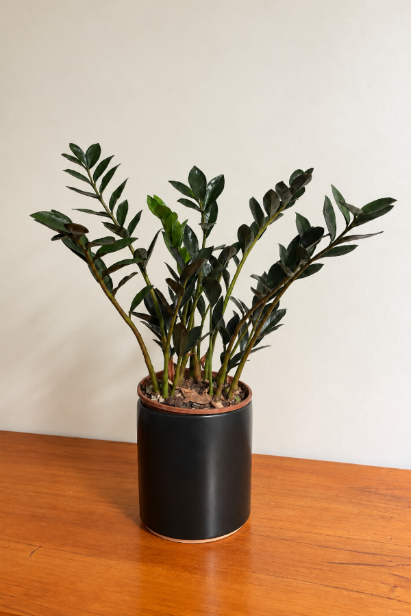 Producto - Zamioculca Black - 0