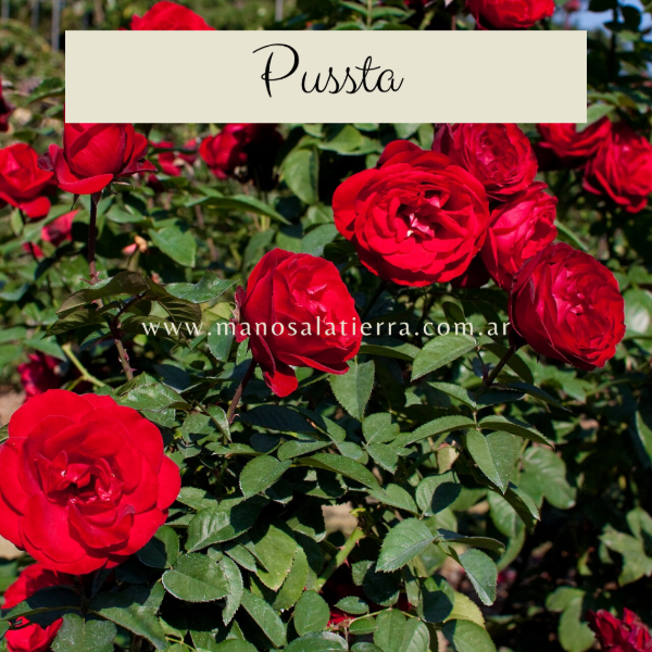 Producto - Pussta
