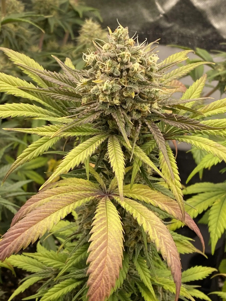 Producto - Sunset Fire x3 - Satan y Co Genetics