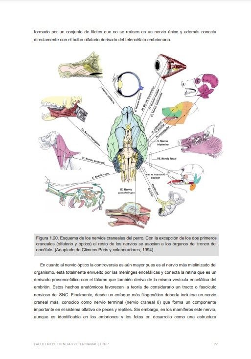 Producto - Zuccolilli: Neuroanatomía y Neurofisiología Animal - 10