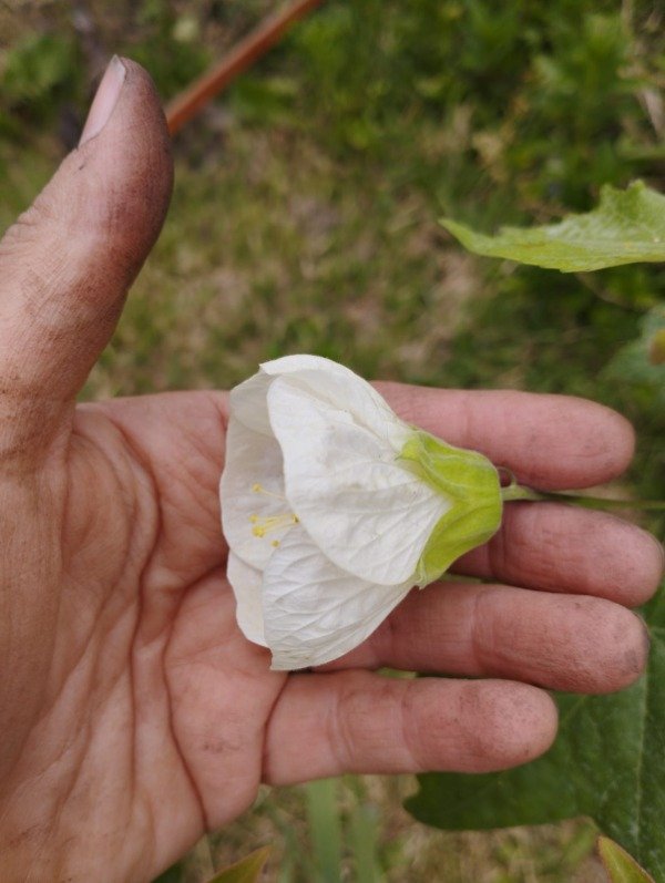 Producto - Abutilón Hybridum Albus (flor blanca)