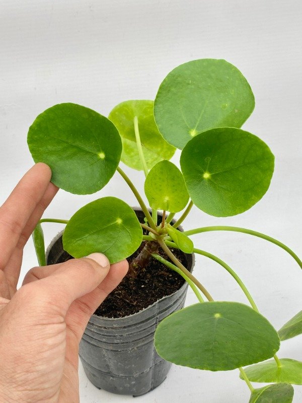 Miniatura de producto - 5