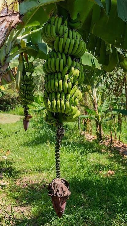Producto - Banana Agroecológica 1kg