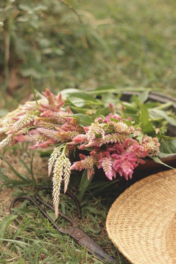 Producto - Celosia argentea "Antique Beauty" - 1