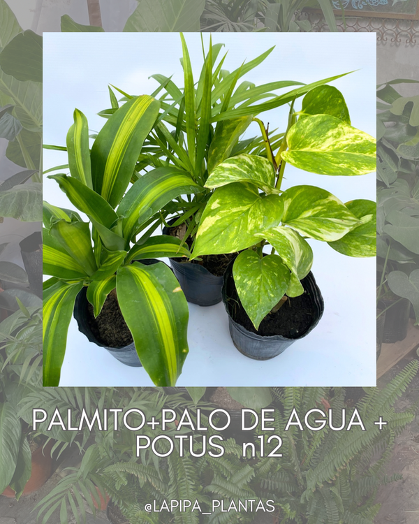 Producto - PROMO INTERIOR N3 - Palo de agua, Palmito, Potus clásico -