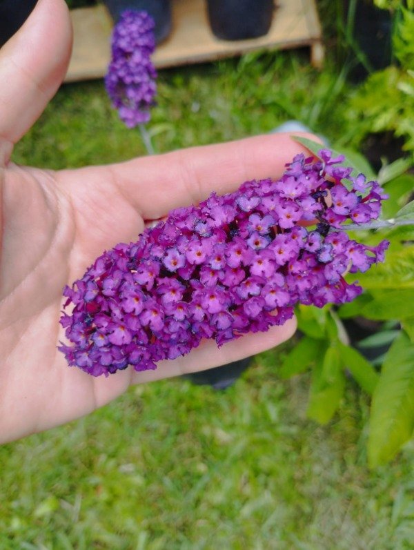 Producto - Buddleia davidii - 0