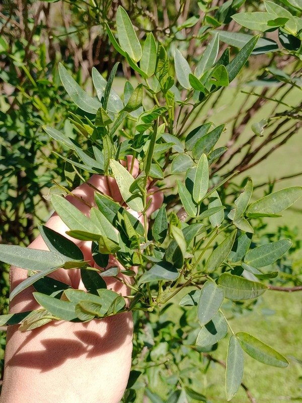 Producto - Semillas Sen de Campo - 1