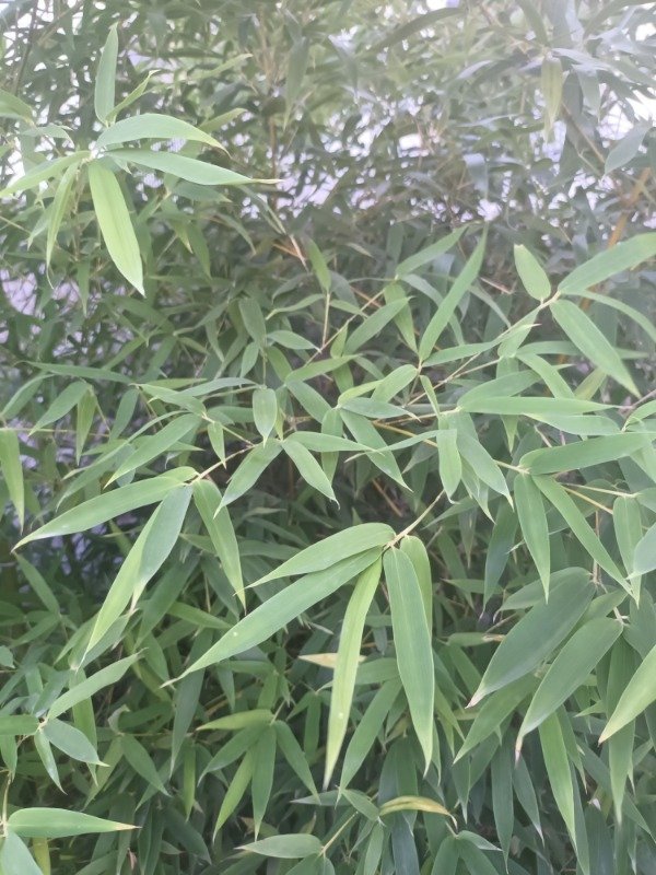 Producto - Caña Bambú Amarilla - 1