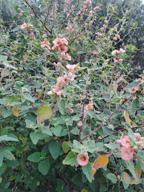 Producto - MALVAVISCO SALMÓN (Sphaeralcea bonariensis)