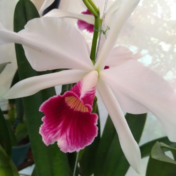 Producto - laelia Purpurata Carnea - 0